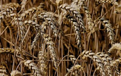 Amimefuncionismo y gluten