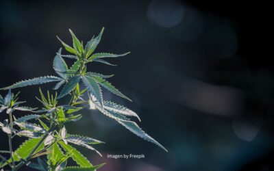 Cannabis sativa: Remedio natural o puerta de entrada a la adicción
