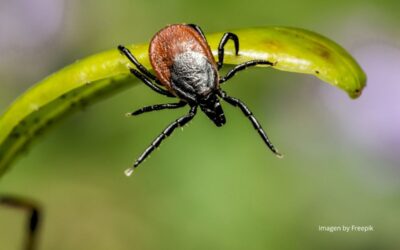 “¡Cuidado, una garrapata!” Qué es la enfermedad de Lyme y cómo prevenirla