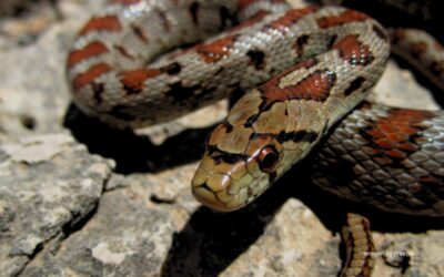 Mordeduras de serpiente: Qué hacer y cómo actuar