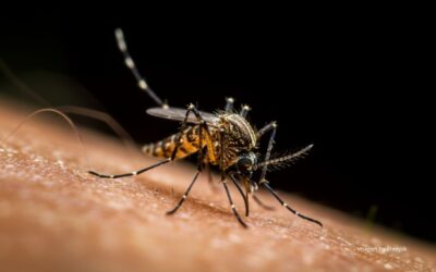 Día mundial de la malaria